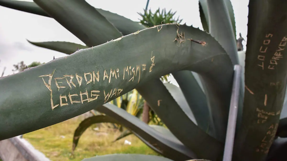 penca de maguey (2)